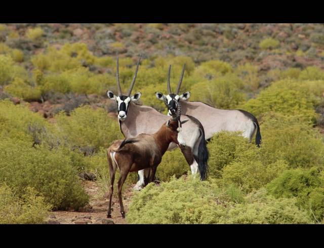 3,107HA FARM FOR SALE IN CALVINIA RURAL